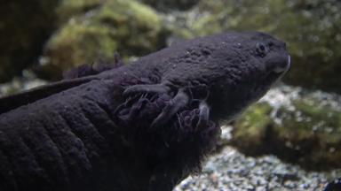 axolotl墨西哥火蜥蜴钝口螈属mexicanum冒险水族馆卡姆登泽西岛美国